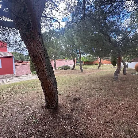 La Picotilla Y La Guija *